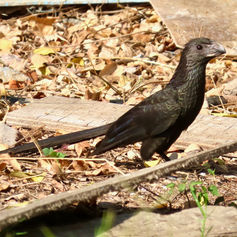 Groove-billed Ani (Crotophaga sulcirostris)