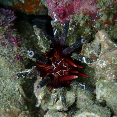 Slate Pencil Urchin (Eucidaris thouarsii)