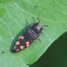 Acmaeodera setosa
