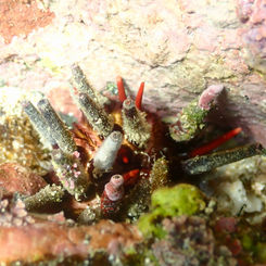 Slate Pencil Urchin (Eucidaris thouarsii)