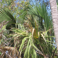 Mexican Palmetto (Sabal mexicana)