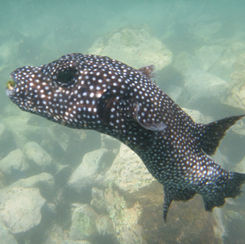 Guineafowl Puffer (Arothron meleagris) - Black/spotted Form