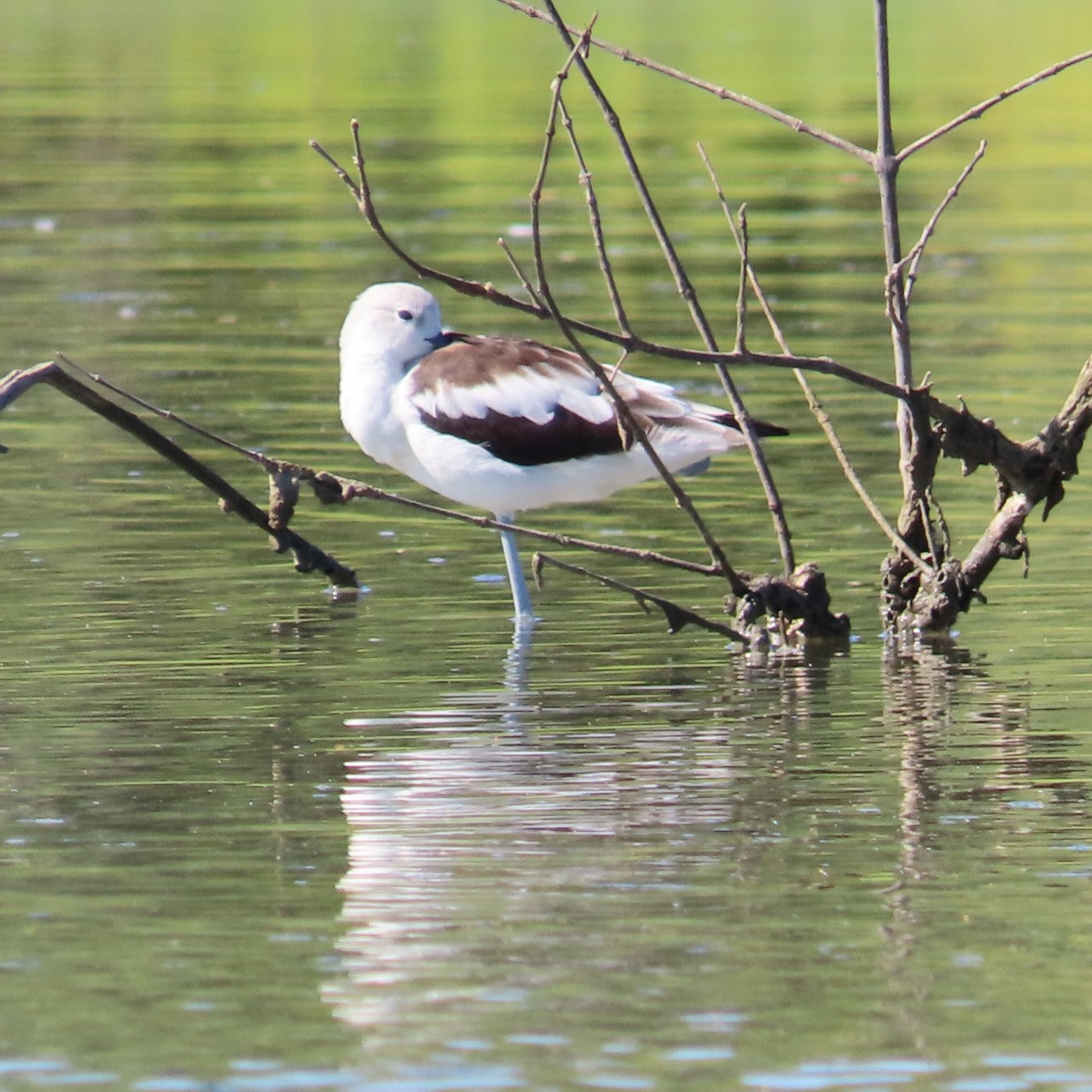 Birds of Zihuatanejo, Mexico