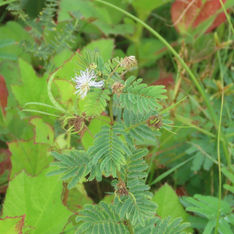 Wild Tantan (Desmanthus virgatus)