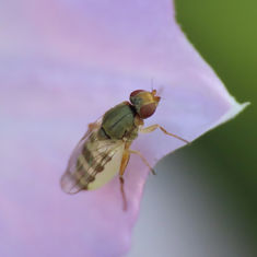 Frit Fly - Chloropidae