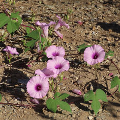 Threefork Morning Glory (Ipomoea trifida)