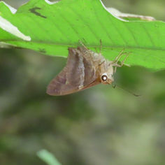 Gold-spotted Aguna (Aguna asander)