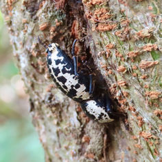 Zopherus nodulosus