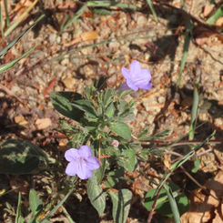 Genus Ruellia