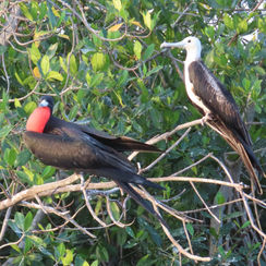 Magnificent Frigatebird (Fregata magnificens)