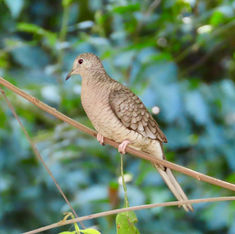 Inca Dove (Columbina inca)