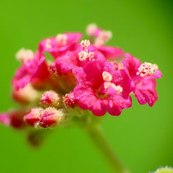Scarlet Spiderling
(Boerhavia coccinea)