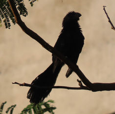 Groove-billed Ani (Crotophaga sulcirostris)