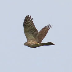 Sharp-shinned Hawk (Accipiter striatus)