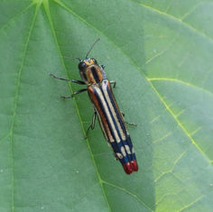 Agrilus catherinae