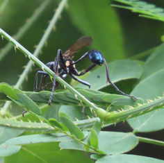 Gold-marked Thread-waisted Wasp (Eremnophila aureonotata)