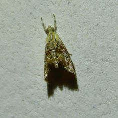 Julia's Dicymolomia Moth (Dicymolomia julianalis)