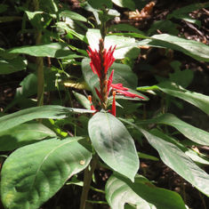 Red Aphelandra (Aphelandra scabra)