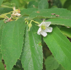 Calabur Tree / Jamaican Cherry (Muntingia calabura)