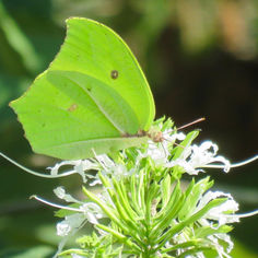 Yellow Angled-Sulphur (Anteos maerula)