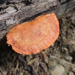 Cinnabar Bracket (Genus Trametes)