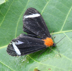 Hyalurga chthonophyle