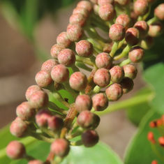 Bushwillow (Combretum farinosum)