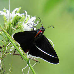 Scylla Firetip (Elbella scylia)