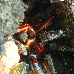 Slate Pencil Urchin (Eucidaris thouarsii)
