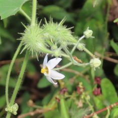 Balsam Apple (Genus Echinopepon)