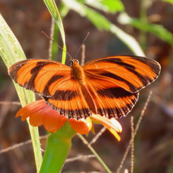 Banded Orange Heliconian (Dryadula phaetusa)
