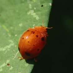 Southern Squash Lady Beetle (Epilachna tredecimnotata)