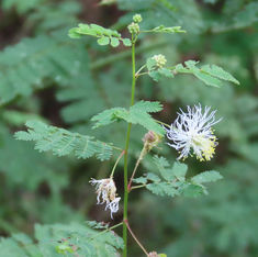 Wild Tantan (Desmanthus virgatus)
