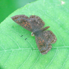 Genus Calephelis - Metalmark Butterfly