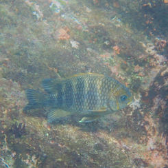 Mexican Nightsergeant (Abudefduf declivifrons)