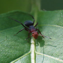 Carpenter Ant (Camponotus rectangularis)