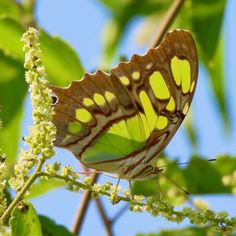 Malachite (Siproeta stelenes)