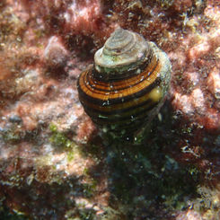 Thorn Latirus (Opeatostoma pseudodon)