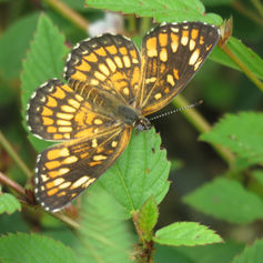 Theona Checkerspot (Chlosyne theona)