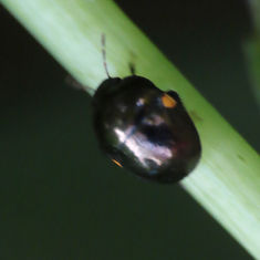 Galgupha - Ebony Bug