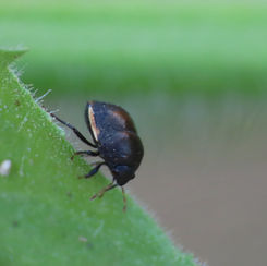 Corimelaena - Ebony Bug