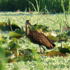 Limpkin (Aramus guarauna)