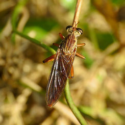 Hanging Thieve - Diogmites sallei