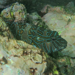 Giant Hawkfish (Cirrhitus rivulatus)