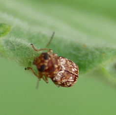 Case-bearing Leaf Beetle (Genus Pachybrachis)
