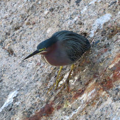 Green Heron (Butorides virescens)