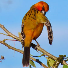 Streak-backed Oriole (Icterus pustulatus)