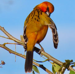 Streak-backed Oriole (Icterus pustulatus)