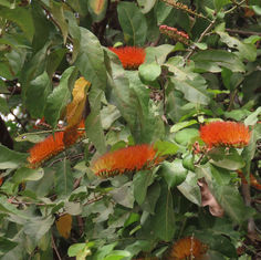 Bushwillow (Combretum farinosum)