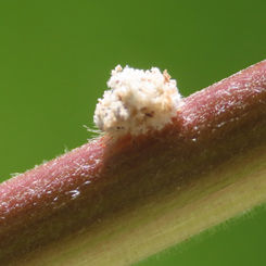 Green Lacewing Larva